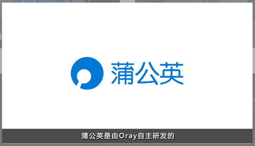 蒲公英