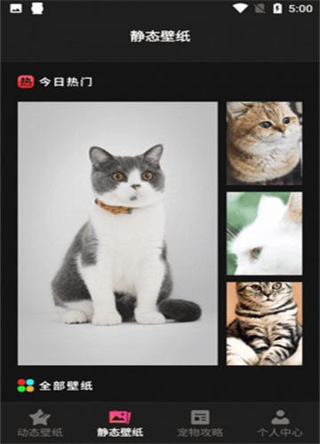 花猫壁纸截图1