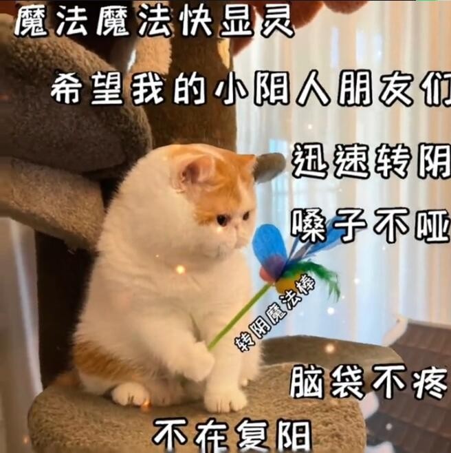 抖音转阴小猫梗的意思介绍