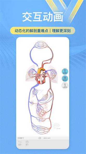 维萨里3d解剖截图1