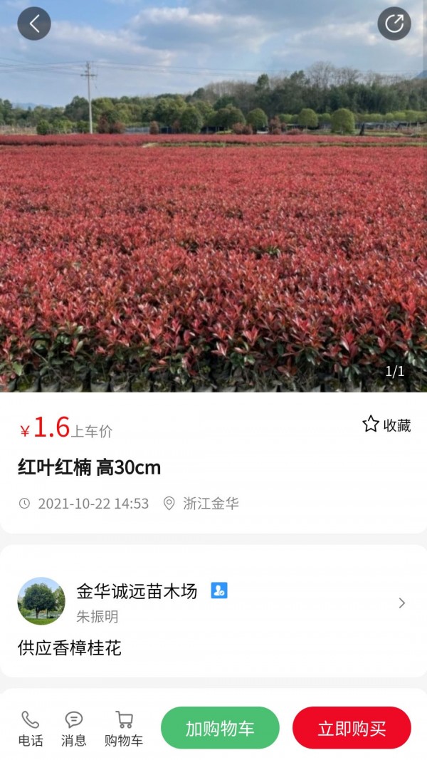 苗青青截图3