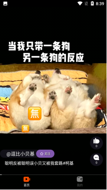 查猪短视频app截图