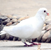 小鸽子短视频