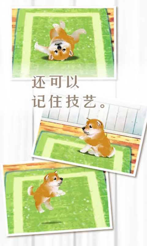 养育柴犬的治愈游戏预约