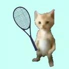 Cat Tennis Champion