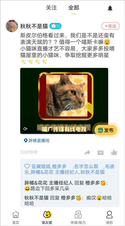 哈啰街猫