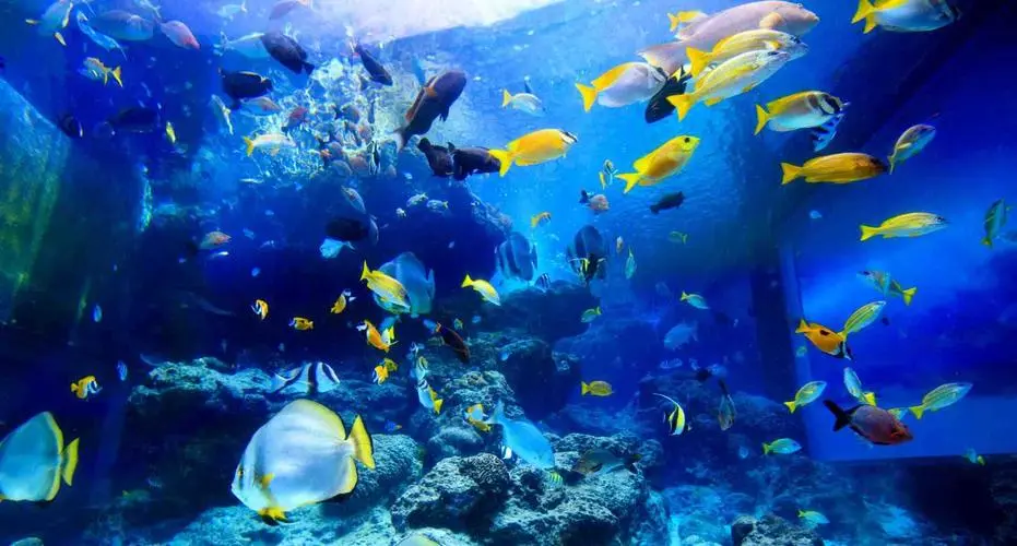 深海水族馆