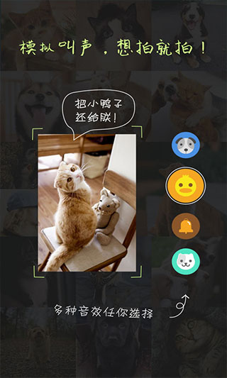萌宠相机app截图