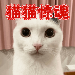 猫猫惊魂