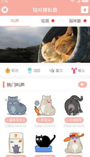 猫叫模拟器截图3