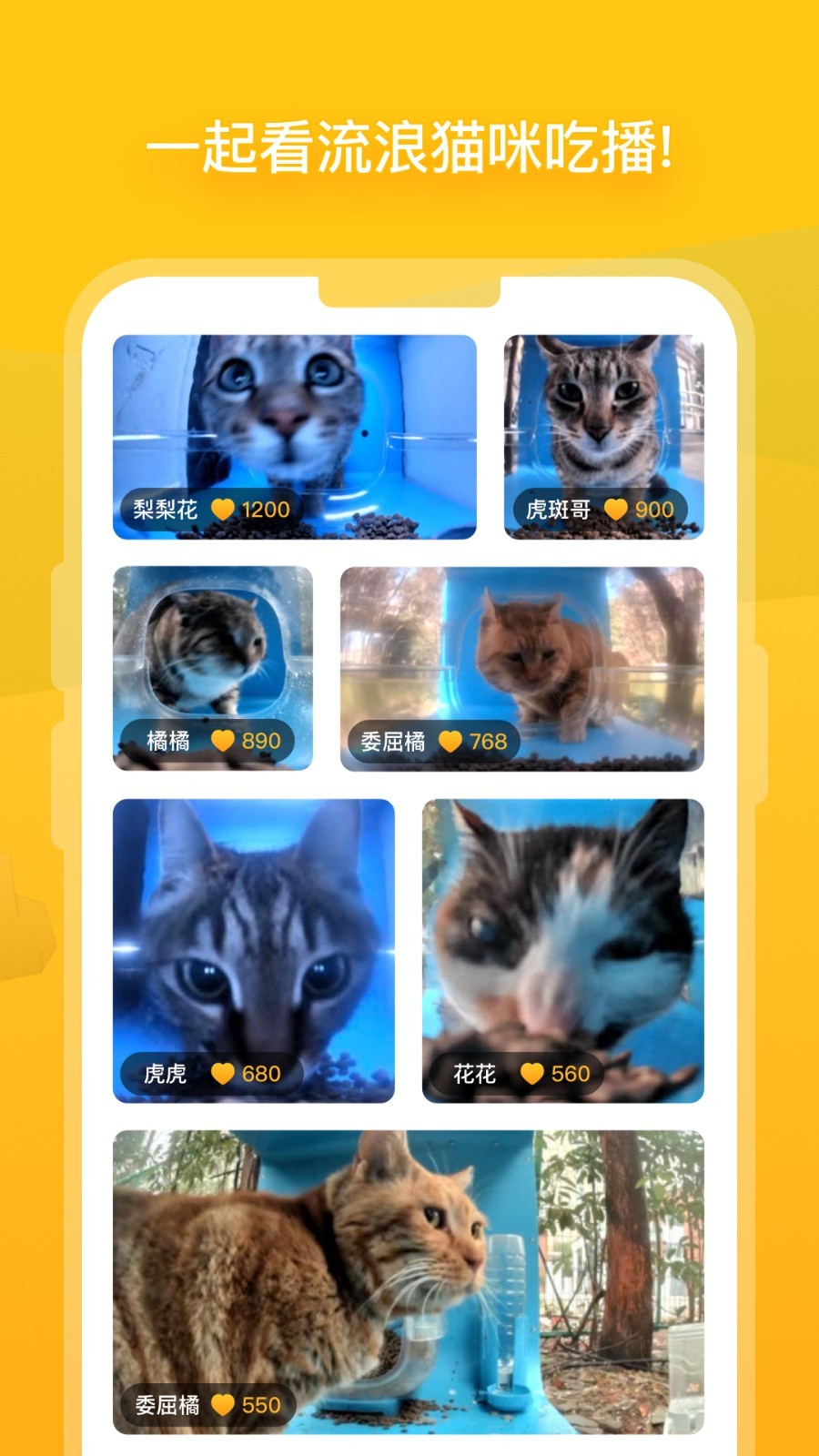 哈啰街猫截图2