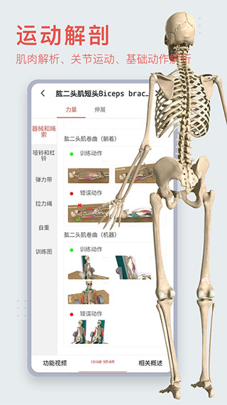 3dbody解剖4