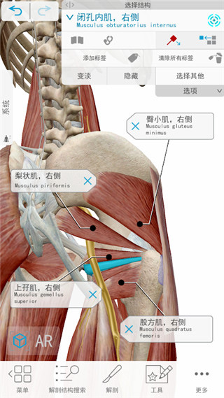 atlas人体解剖软件1