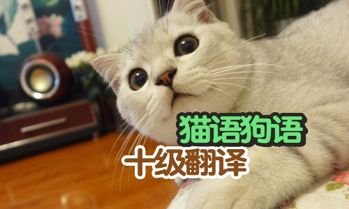 猫语狗语翻译软件