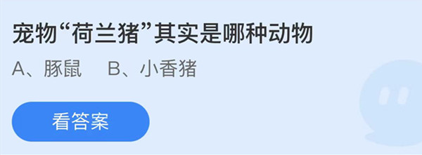 蚂蚁庄园：宠物荷兰猪其实是哪种动物